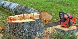 Trusted Croydon, PA Tree Care Experts