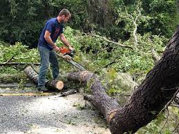 Best Root Management and Removal  in Croydon, PA