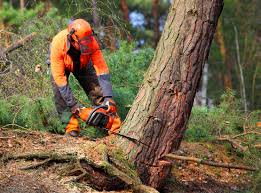 Best Emergency Tree Removal  in Croydon, PA