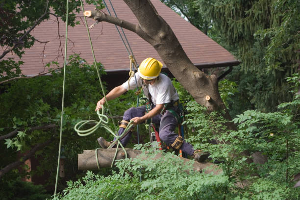 Best Tree Preservation Services  in Croydon, PA