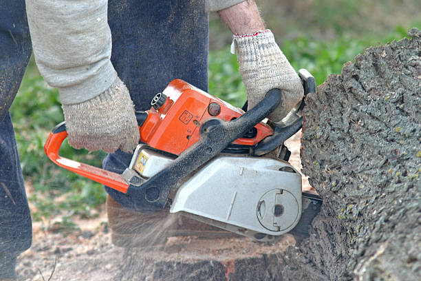 Best Tree Removal  in Croydon, PA