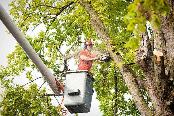 Best Tree Health Inspection  in Croydon, PA