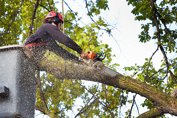 Best Tree Disease Treatment  in Croydon, PA