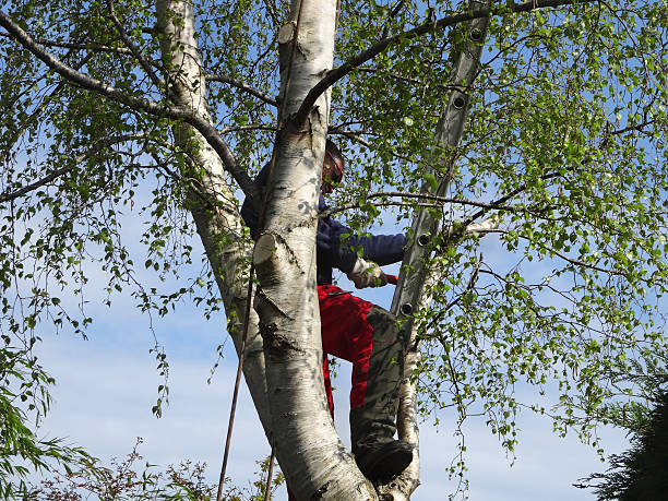 Best Leaf Removal  in Croydon, PA