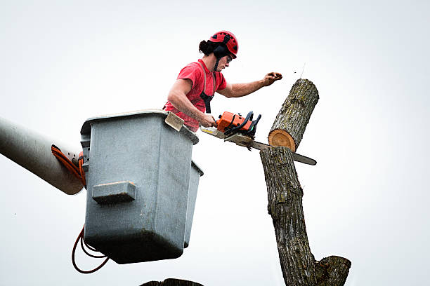 How Our Tree Care Process Works  in  Croydon, PA