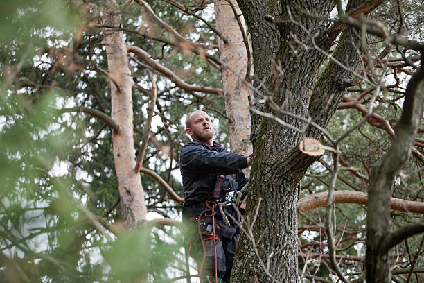 Best Tree Maintenance Programs  in Croydon, PA