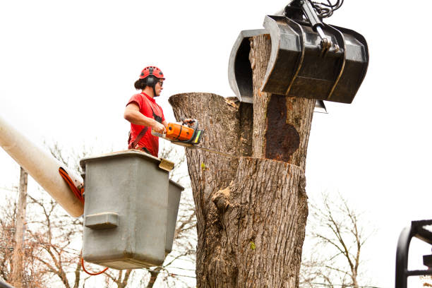 Best Seasonal Cleanup (Spring/Fall)  in Croydon, PA